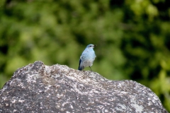 Mountain Bluebird: High Mountain meadows with scattered trees from which to perch and dive for for insects  on the ground. Winters at lower elevations. Lacks the Red-brown breast of the Western Bluebird