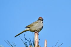 Green-tailed Towhee:  Favors a mix of shrubs, trees and thickets in arid areas above 6000’ while feeding primarily on the ground. Found on the eastern slope but spills over to the west as well in Desolation and Carson Pass areas. Winters at lower elevations in US and south to Mexico