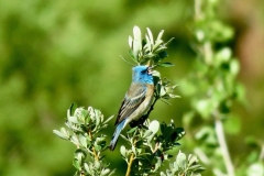 Lazuli Bunting:Open brushy habitat from dry chaparral to stream side thickets from the foothills to the mountains. Seen at Carson Pass meadows. Winters to Mexico