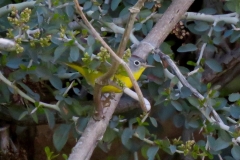 Nashville Warbler:Found in dry brushy understory under oaks and pines to 8000’. Winters south to Mexico.