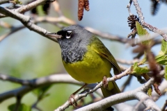 MacGillivray's Warbler: Shy and elusive in wet brushy meadow habitat, often down low, up to 8000’. Winters from Mexico to the tropics