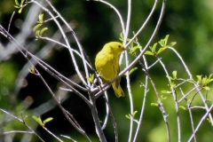 Yellow Warbler: Found in wet brushy habitat. Breed up to 7500’ in the Sierra. Winters south to Mexico and the tropics