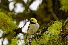 Hermit Warbler: Breed in mountains of the Pacific States and winters in Mexico and Central America. Feeds high in canopy of coniferous forests.
