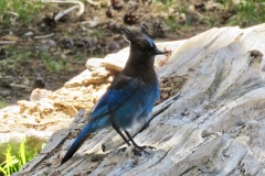 Stellar's Jay: Intelligent , social corvids of conifer forests and campgrounds that are ultimate omnivores. pairs have long- term bonds.