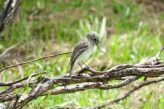 Dusky Flycatcher: Small flycatcher  that favors clearings with shrubs and scattered trees, perching on low branches to hunt for flying insects or prey on the ground. breed 6500 to 8500'