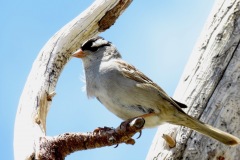 White Crowned Sparrow: Common breeders around wet meadows and willow thickets after moving upslope from foothills and valleys