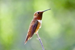 Rufous Hummingbird: Breeding in the Pacific northwest they arrive in the Sierra starting in July on their way back to  Mexico and flood the flower-filled meadows with large numbers until September.