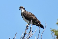 Osprey/Frog Lake: The Fish Hawk is the only NA raptor whose diet is almost entirely fish. Found around lakes, reservoirs or rivers or flying to them or to their nests. Summer residents in the high country, like this one at Frog Lake in Carson Pass.