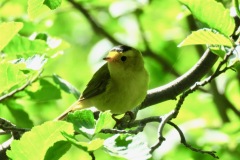 Wilson's Warbler: Found in riparian habitat of deciduous trees and shrubs along streams and meadows from 4,000’ to treeline. Fast moving in search of insects, spiders and caterpillars.