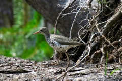 Spotted Sandpiper: Along shorelines of lakes and rivers, constantly bobbing up and down. Nests often away from water and defended by the males. Move downslope for winter.