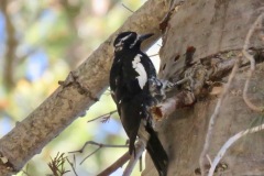 Williamson's Sapsucker: Uncommon and thinly dispersed members of the woodpecker family. Eat ants and drink sap and phloem from small holes they drill.