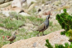 Mountain Quail: Elusive nature and fondness for dense brush of this hardy bird restricted to mountainous terrain up to 9000’. Coloration and the erect head plumes distinguish  them from the lower elevation California Quail.