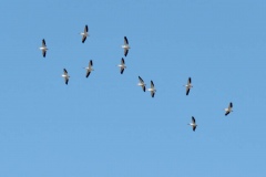 American White Pelican: Summer visitor to large bodies of water, often seen crossing the Sierra in large groups from nesting in the Great Basin. Wing span of 96"