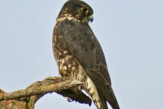 Merlin: A wizard of the air feeding on  small birds and dragon flies in open habitat, usually launching from a perch. Seen occasionally as they migrate form the north in the fall and winter.