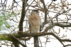 Coopers Hawk: Crow sized forest raptor eating mid-sized prey of birds  rodents and mammals captured with fast surprise attacks from the air. Migrate upslope or during spring/fall migration thru the mixed conifer forests. Long tail helpful navigating thru dense foliage.