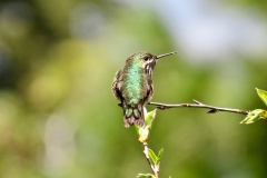 Calliope Hummingbird/stellula calliope: Montane meadows and aspen grooves during flowering season. Winter in southern Mexico.