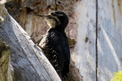 Black-backed Woodpecker: Uncommon feeder on dead or burned trees looking for bettle larvae. Found from 6500-9000’. Typically live year round in upper montane  forests