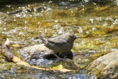 American Dipper: Dipper feeds on the bottom of fast-moving streams for aquatic insects.Has extra eyelid called a nictitating membrane that allows it to see underwater. Its presence shows good water quality.