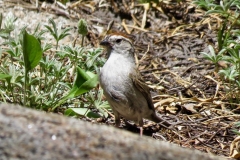 Chipping Sparrow: Favor habitats with open spaced trees and open ground with shrubs and grasses as they hunt for seeds and insects on the forest floor. Found thru out California
