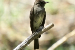 Western Wood-PeWee: Common flycatcher in all forest types, but especially around water, perching and calling from bare branches around open areas.  Chest with closed vest like markings distinguish it  from other flycatchers.