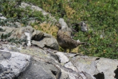 Female Sooty Grouse:  Birds of tall conifer forests where they feed on evergreen needles. Very shy and move slowly. Male with low hooting song.