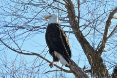 Bald Eagle/haliaeetus leucocephalus: Obtain food by scavenging , stealing or hooking fish from the top of the water. tend to gather at lakes/rivers and perch in trees. can be seen overhead moving or migrating.