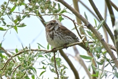 Song Sparrow: Abundant streaky sparrows that inhabit pockets of dense vegetation in the vicinity of wet habitats. Widespread from the coast to  mixed conifer forests and occasionally higher in late summer and fall.