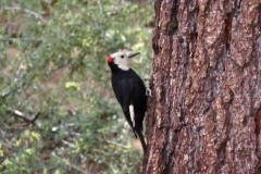 White-Headed Woodpecker: Found in the mixed conifer and upper montane forests of middle elevations of the Sierra. Forage on bark and needle surfaces and pine seeds. Remain year round on their territories.