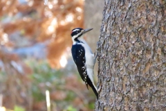 Hairy Woodpecker- Common residents in the Sierra,prefer mature trees, make lots of noise calling and foraging, similar to Downey but larger size and bill and usually at higher elevations