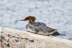 Female Common Merganser/mergus merganser: primarily fish eating ducks of lakes and streams. females with chicks during the summer in groups, male is black and white.