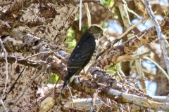 Sharp-shinned Hawk, juvenile/accipiter striatus: highly efficient hunters of small birds in the trees, they are about the size of Steller's Jays,common during fall migration in the Sierra.