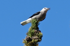 Clarks Nutcracker/nucifraga columbina: Known by their raucous call, feed on pine seeds and occasional small animals, coevolved with white bark pines for seed dispersal by burying the seeds torn from the cones..