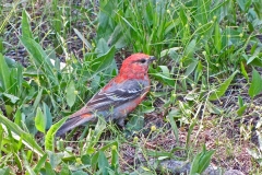 Female Pine Grosbeak/pinicola enucleator: Lives only in a small part of the Sierra above 7000' aside from boreal North America. Feeds on tree buds, conifer tips and fruits and seeds. Wrights Lk and Carson Pass area.