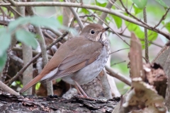 Hermit Thrush:  Spotted thrush that nests in coniferous forests and feeds mainly on the ground in summer. gorgeous three-parted flute like song. Rusty tail separates from Swainson's Thrush.