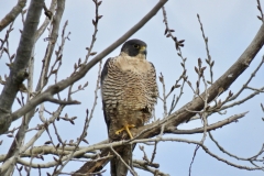 Peregrine Falcon/falco peregrinus: Prefer open country and nesting on open cliffs i. e. in the vicinity of Strawberry and Lovers Leap. Bird hunters that can reach speeds of 200 mph
