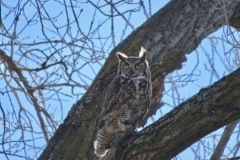 Great Horned Owl/bubo virginiansus: Preference for areas with large clearings or open forests for hunting, and roosting in nearby trees. permanent residents,preferred foods rabbits and mice but anything they can subdue. most abundant in foothills and sparingly up to treeline.