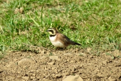 Horned Lark/eremophila alpestris: Only lark of North America, they are usually found on open ground low elevation ag areas but appear above treeline in dry open areas near the Carson Pass area either as breeders or transients.Commonly walking on the ground unless disturbed.