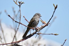 Thick-billed Fox Sparrow:Frequently on the ground scratching for food but during breeding  season it will be up in trees and bushes singing.