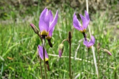 Alpine-Shooting-Star