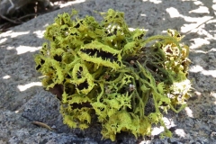 Brown-eyed-Sunshine-lichen