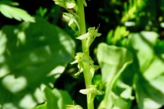 Green-Rein-Orchid