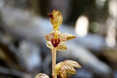 Striped Coralroot: small member of the orchid family is a unique plant without chlorophyll that takes its food from underground fungi that also have their own relationship with conifers. This one near Thunder Mtn’s Red fir forest.
