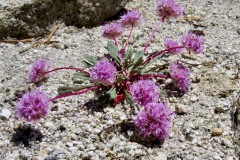 Pusspaws: Widespread and variable color species in sandy/rocky openings to 13000’. The stems elevate in response to midday heat