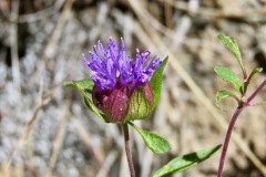 Western Pennyroyal/Mustang Mint: lower elevation to 8000’ annual, a  member of the Mint family, sandy habitat with aromatic leaves and darker petals than Mountain Pennyroyal