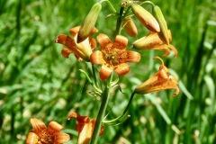 Alpine Lilly/Small Tiger Lilly/lilium parvum: 4000-9000’ in wet meadows/streambanks with upturned flowers and green leaves in whorls along the stem