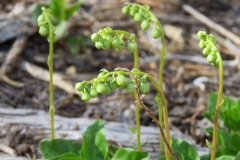 One-sided Wintergreen: To 9000’ in dry shaded forests
