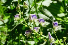 Monks Hood: To 9600’ in moist, semi-shaded woodlands, wet meadows and stream sides. All parts of the plant are toxic