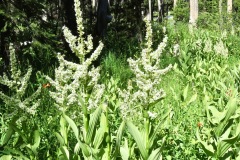 Corn Lilly: To 11,000’ on stream banks, in moist meadows and forest meadows. Toxic to mammals if eaten