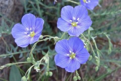 Western Blue Flax: 1-3 ‘ tall to 12000’ in meadows and on exposed ridge tops. Fibers used for strings, baskets and nets by Native Americans. Petals fall off shortly after blooming.