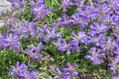 IMG_0708Whorled Penstemon: To 12000’ on mountain slopes and dry meadows